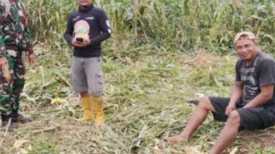 Kembali Gajah Buat Resah! Warga Banjar Asri Berharap Dinas Terkait Turun ke Lokasi